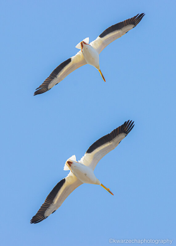 Migrant Pelicans